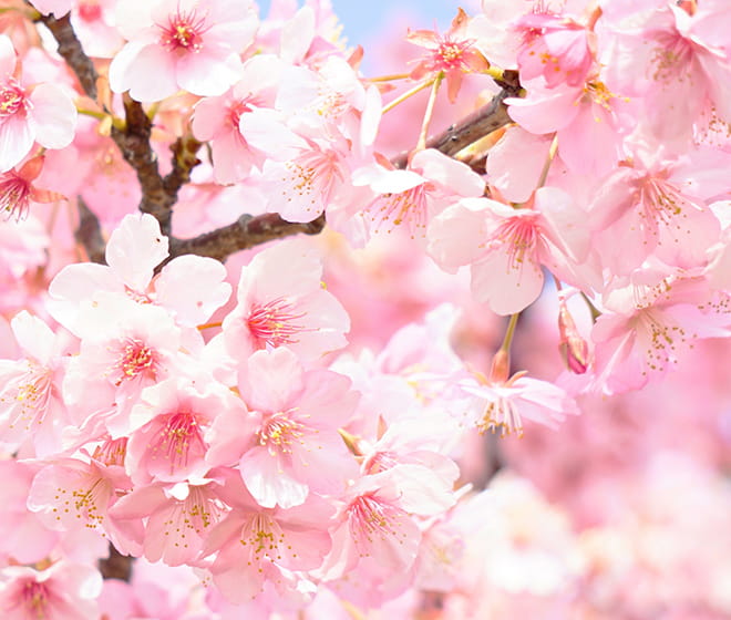 サクラの花が満開の写真